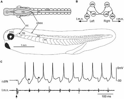 Stimulation of Single, Possible CHX10 Hindbrain Neurons Turns Swimming On and Off in Young Xenopus Tadpoles